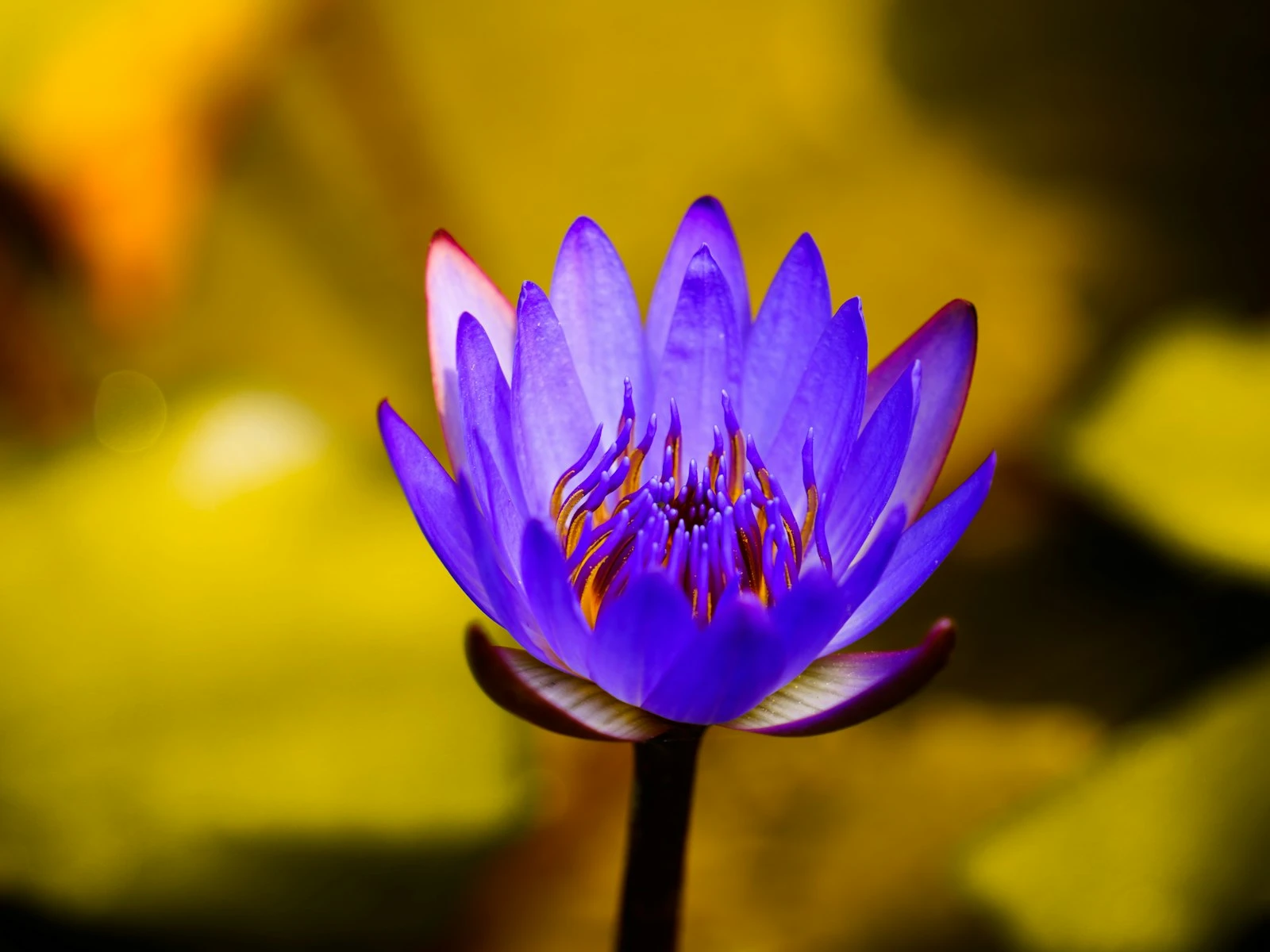 What Is Depth of Field and How to Control It