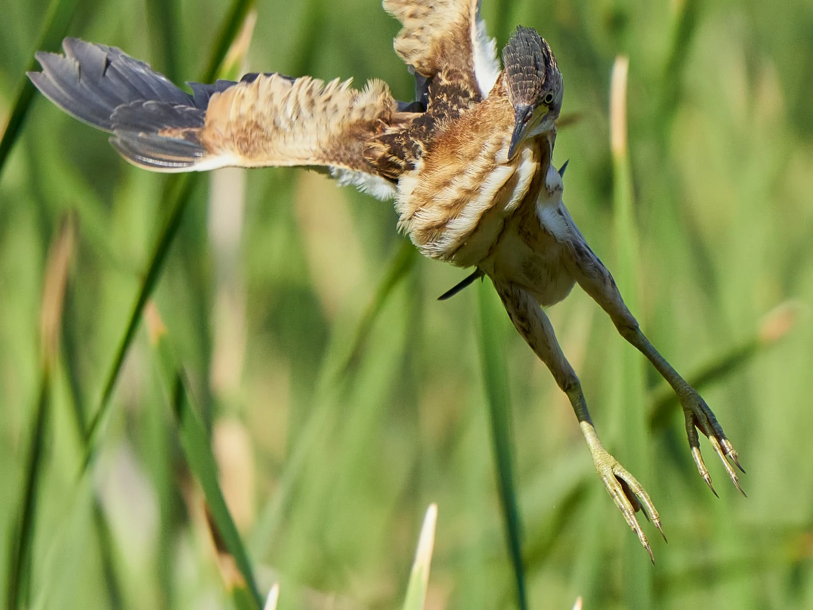 Continuous vs Single Autofocus: Which to Use